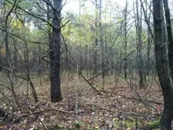 Zdjęcie 1