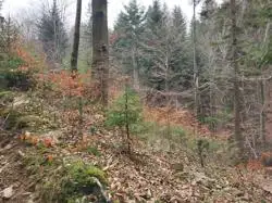 Zdjęcie 1