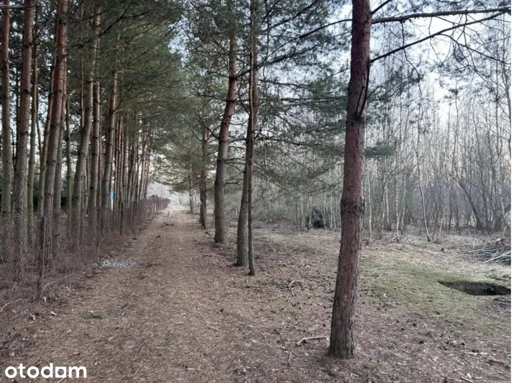 Zdjęcie 1