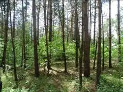 Zdjęcie 1