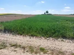 Zdjęcie 1