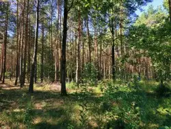 Zdjęcie 1