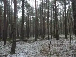 Zdjęcie 1