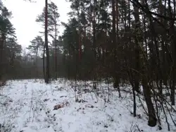 Zdjęcie 1