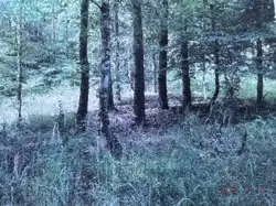 Zdjęcie 1